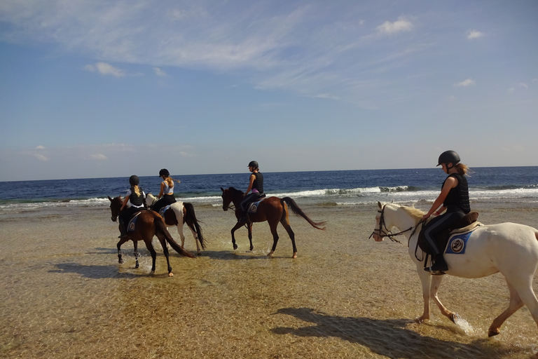 Hurghada : Excursion à cheval dans la mer et le désert, observation des étoiles, dîner et spectacleGroupe privé : Promenade à cheval d'une heure