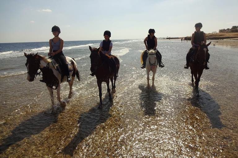 Hurghada: Tour a cavallo nel mare e nel deserto, osservazione delle stelle, cena e spettacoloGruppo privato: giro a cavallo di 1 ora