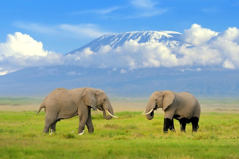 Nairobi: Safari Safari de 3 jours à Amboseli et Tsavo OuestNairobi: Safari Safari de 3 jours à Amboseli et Tsavo