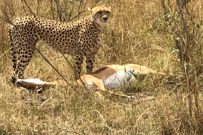 Nairobi: Safari Safari de 3 jours à Amboseli et Tsavo OuestNairobi: Safari Safari de 3 jours à Amboseli et Tsavo