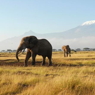 Nairobi: 3-Day Safari Adventure in Amboseli and Tsavo West