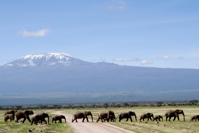 Nairobi: Safari Safari de 3 jours à Amboseli et Tsavo OuestNairobi: Safari Safari de 3 jours à Amboseli et Tsavo