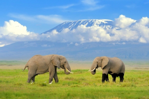 Nairobi: Safari guidé de 4 jours à Amboseli, Tsavo Ouest et Est