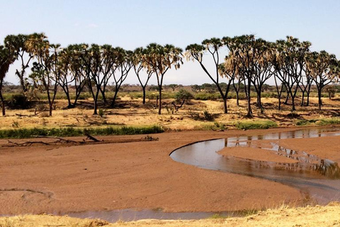 Nairobi: Safari de 3 días con todo incluido en el Parque Nacional Samburu