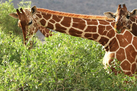 Nairobi: Safari de 3 días con todo incluido en el Parque Nacional Samburu