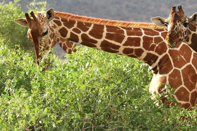 Nairobi: Safari de 3 días con todo incluido en el Parque Nacional Samburu