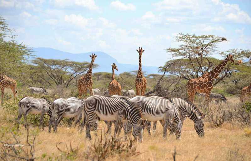 safari kenya tout compris