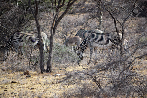 Nairobi: Safari de 3 días con todo incluido en el Parque Nacional Samburu