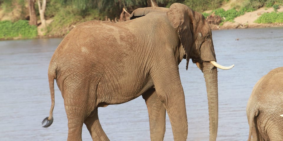 Nairobi Safari Tout Compris De 3 Jours Dans Le Parc National De