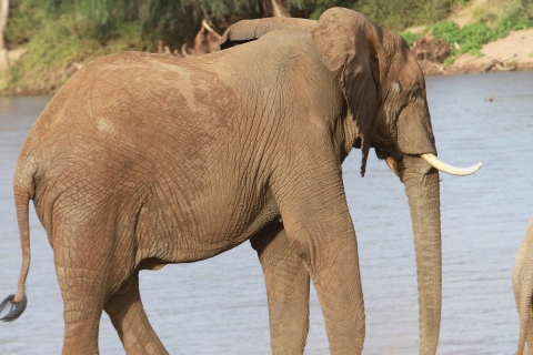 Nairobi: Safari de 3 días con todo incluido en el Parque Nacional Samburu