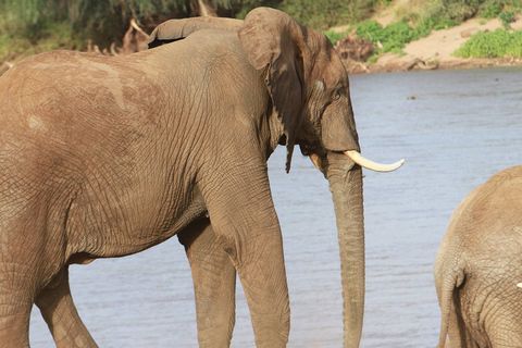 Nairobi: Safari de 3 días con todo incluido en el Parque Nacional Samburu