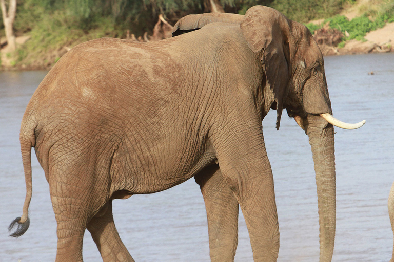 Nairobi: Safari de 3 días con todo incluido en el Parque Nacional Samburu