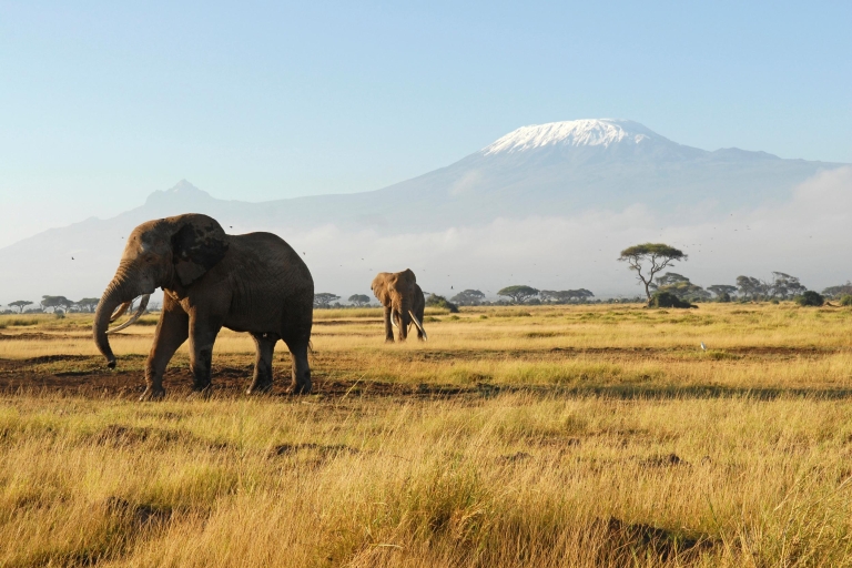 Nairobi: driedaagse Amboseli National Park Camping Safari