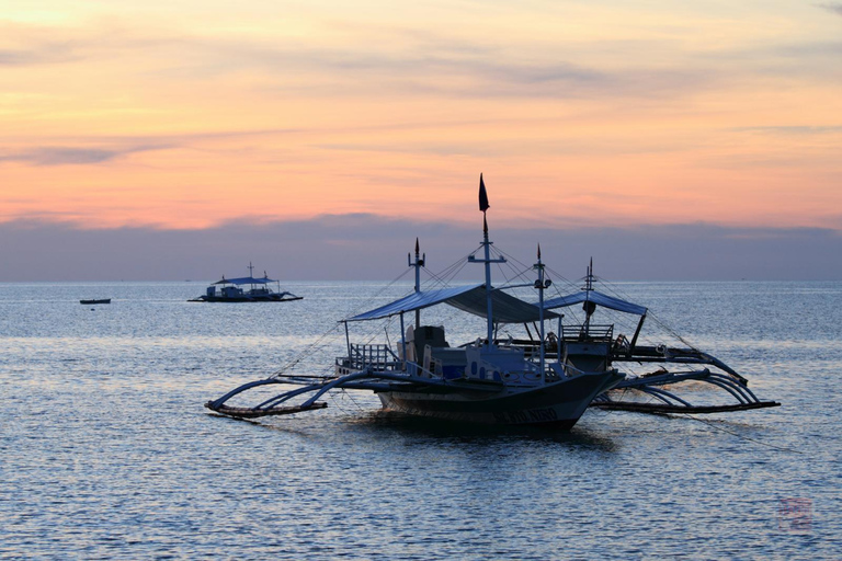 Malapascua: Plongée avec requin Advance Divers et transfert facultatifDix plongées avec les requins avec transferts aller-retour depuis Cebu ou Mactan