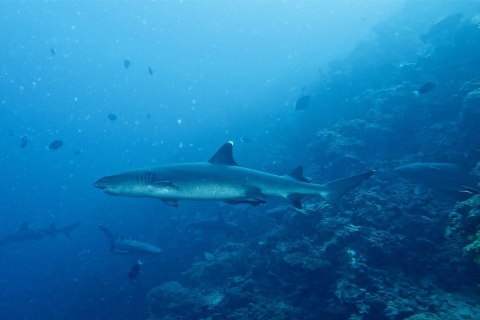 Malapascua: Advance Divers Shark Dive & Transfer opcionalDiez inmersiones con tiburones con traslados de ida y vuelta desde Cebu o Mactan