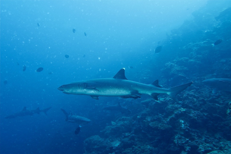 Malapascua: Advance Divers Shark Dive & optionele overdrachtDuik met dorshaaien