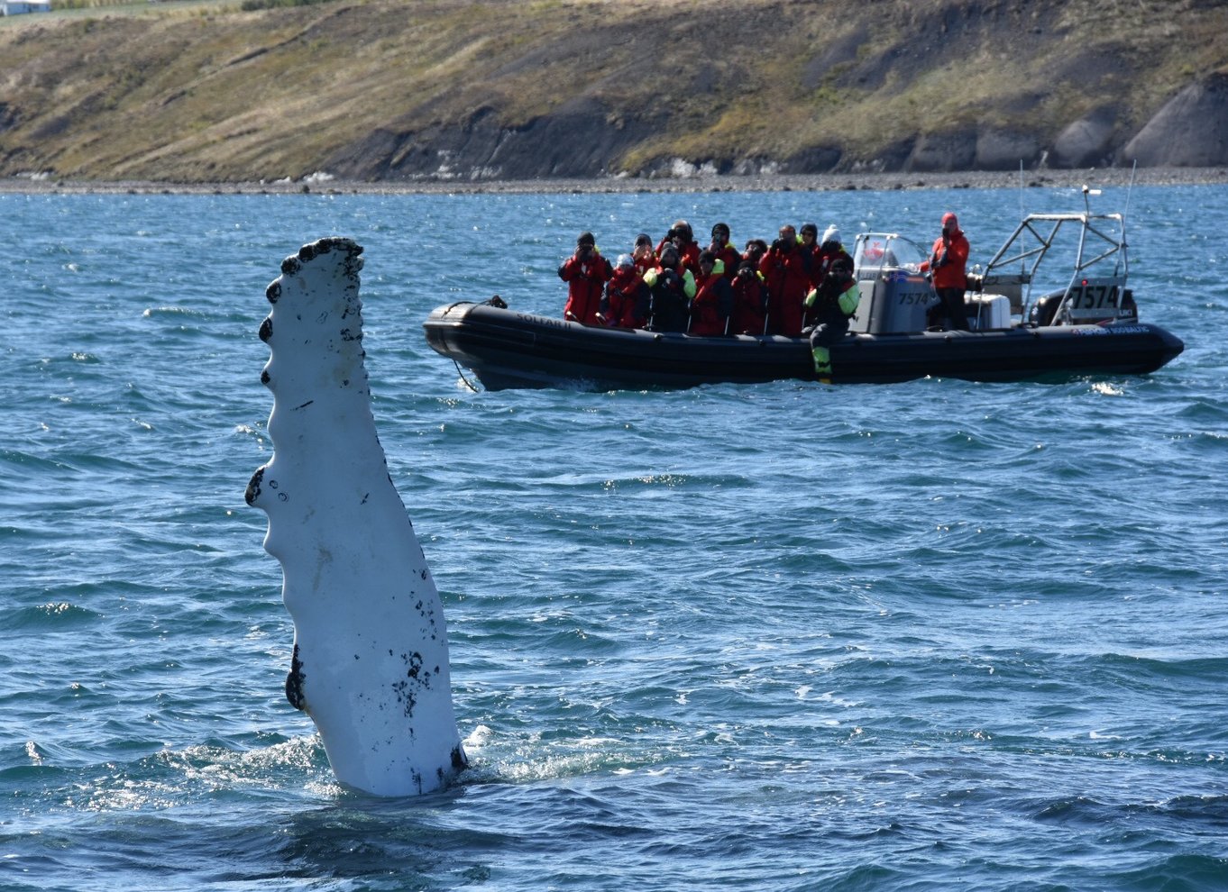 Akureyri: 2-timers hvalsafari med RIB-speedbåd