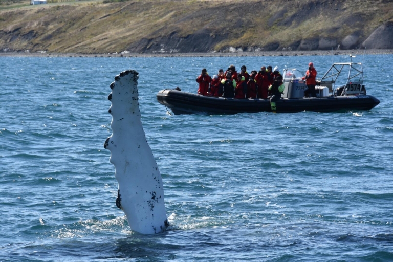 Akureyri: avistamiento de ballenas 2h en lancha motora RIB