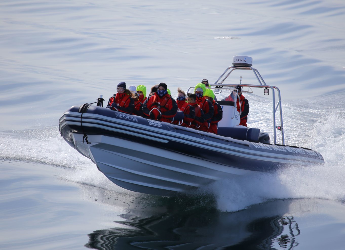 Akureyri: 2-timers hvalsafari med RIB-speedbåd