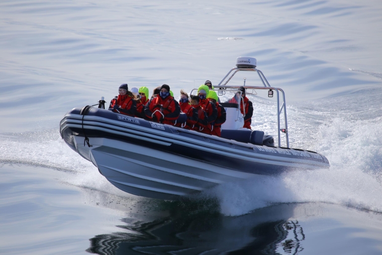 Akureyri: avistamiento de ballenas 2h en lancha motora RIB