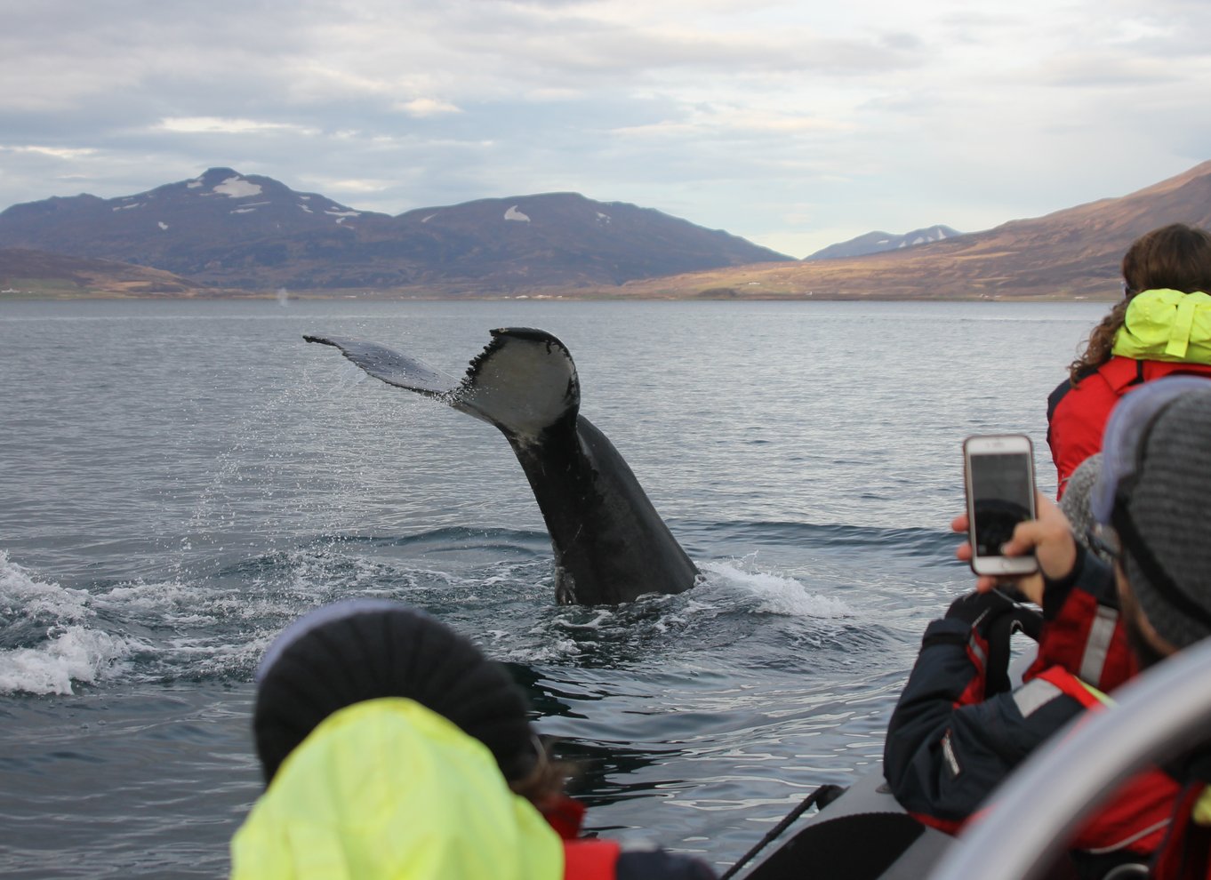 Akureyri: 2-timers hvalsafari med RIB-speedbåd