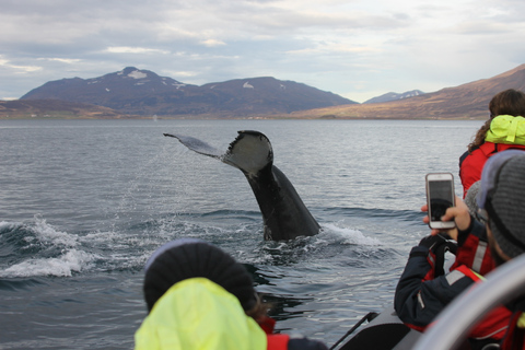 Akureyri: Expresso para observação de baleias de 2 horas pela Lancha RIB