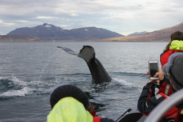 Akureyri: 2-godzinna ekspresowa obserwacja wielorybów przez łódź motorową RIB