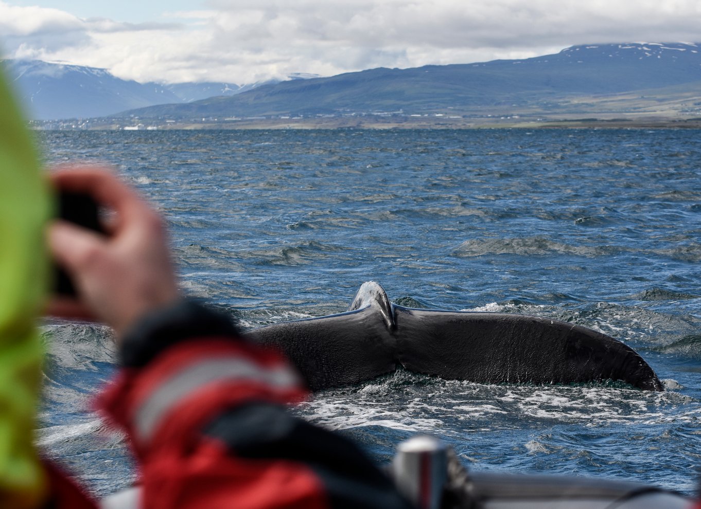 Akureyri: 2-timers hvalsafari med RIB-speedbåd