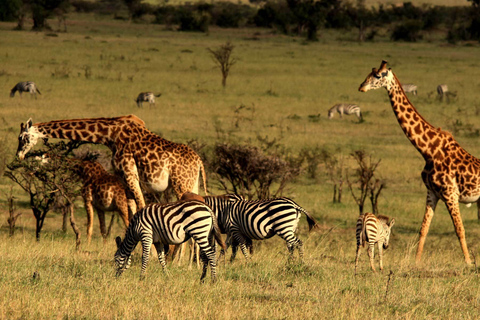 Nairobi: Safari camping de 4 jours au Maasai Mara et au lac Nakuru