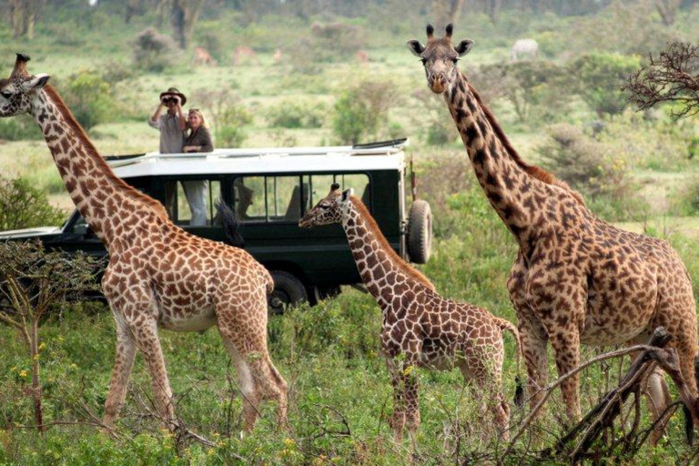 Nairobi: Safari camping de 4 jours au Maasai Mara et au lac Nakuru