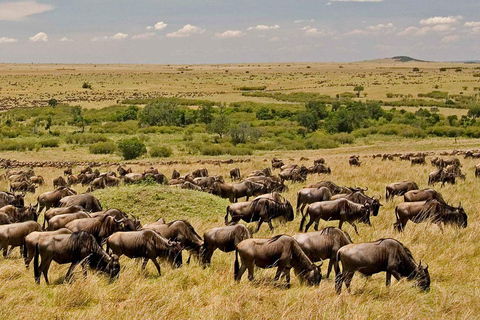 Nairobi: Safari camping de 4 jours au Maasai Mara et au lac Nakuru