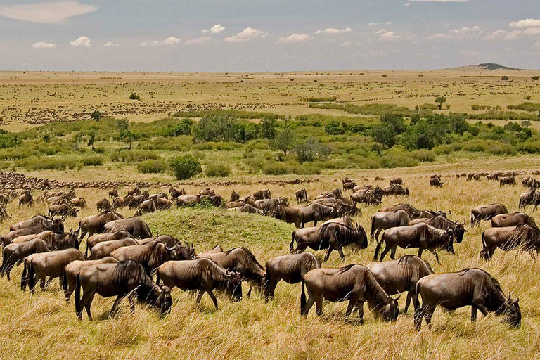 Nairobi: Safari camping de 4 jours au Maasai Mara et au lac Nakuru