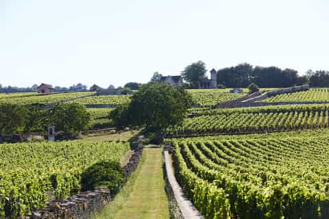 beaune dégustation de vin au château de pommard