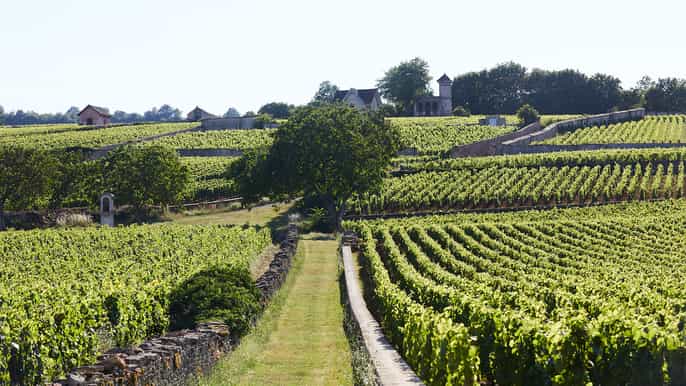beaune dégustation de vin au château de pommard