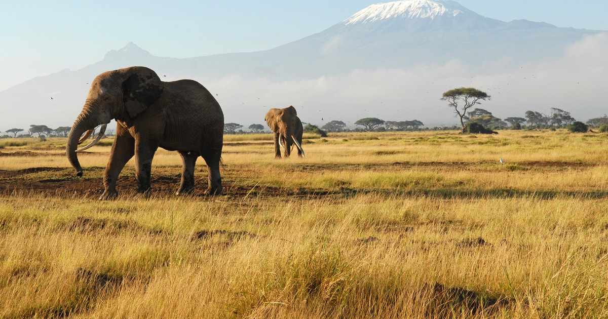 Nairobi: 8-Day Best-of-Kenya Wildlife Safari