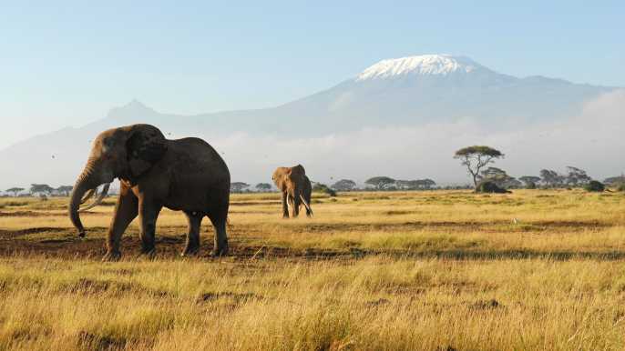 Nairobi: tour di Nakuru National Park e Lake Naivasha 