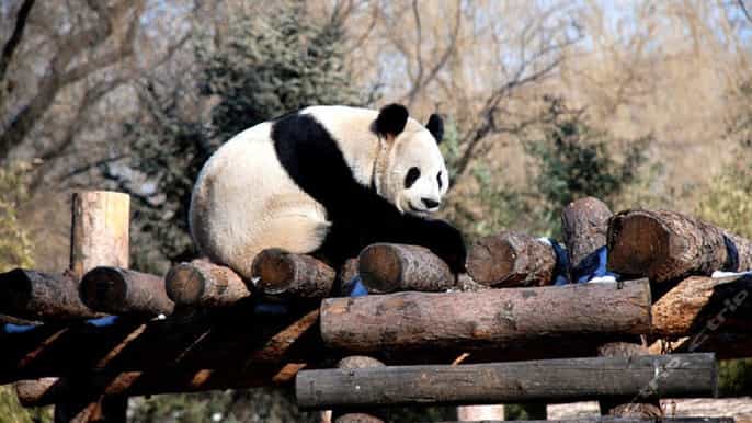 bus tour of ancient beijing beijing zoo olympic park
