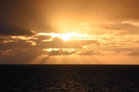 Akureyri : observation de baleines sous le soleil de minuit