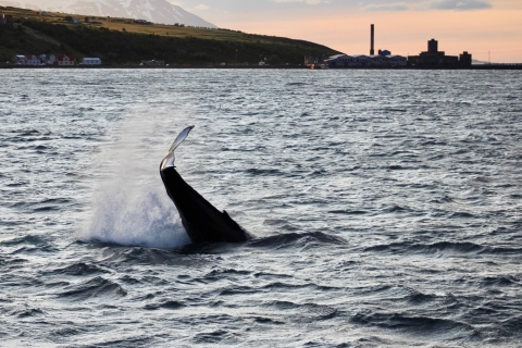 Akureyri: Obserwacja wielorybów w północnym słońcu