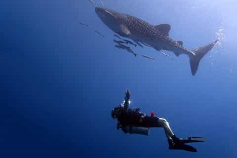 Koh Mak: Dive Trip with 2 Dives to Koh Rang National Park