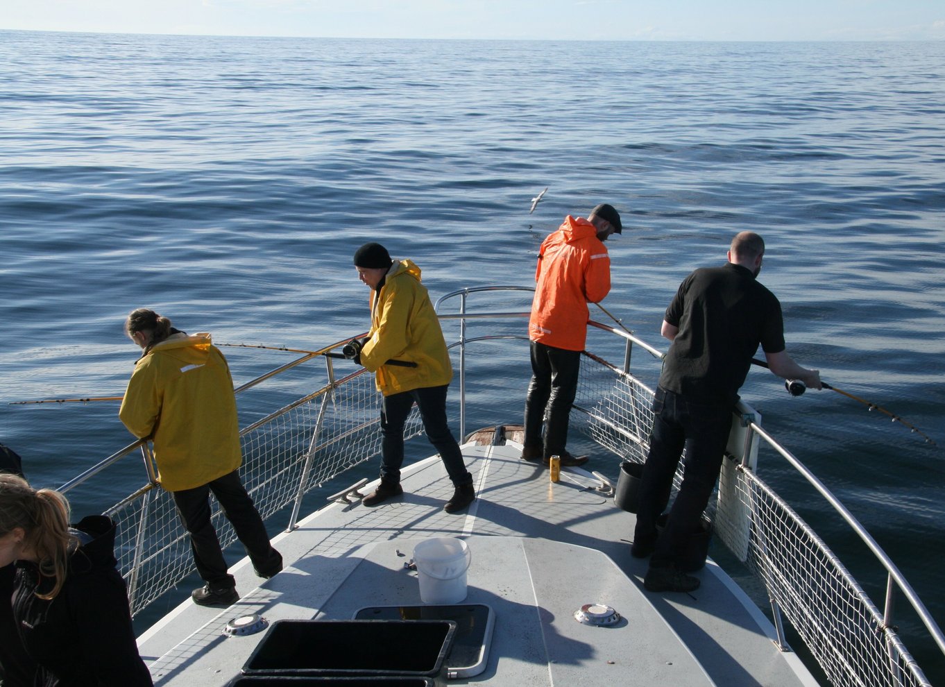 Reykjavik: 3-timers havfiskeri-gourmet-oplevelsestur