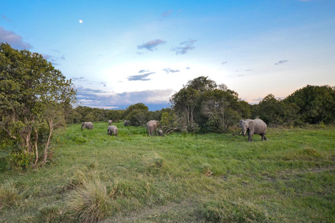 Nairobi: Ol Pejeta Conservancy e excursão ao santuário de chimpanzésNairóbi: Ol Pejeta Conservancy e excursão ao santuário de chimpanzés