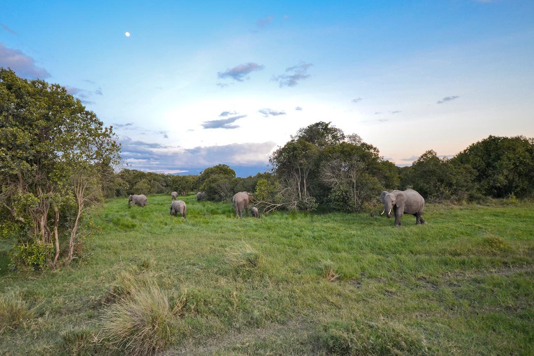 Nairobi: Ol Pejeta Conservancy et Chimpanzee Sanctuary Tour