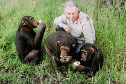 Nairobi: Ol Pejeta Conservancy et Chimpanzee Sanctuary Tour