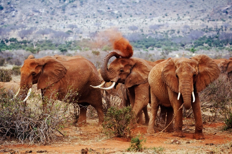 Tsavo Est et Ouest : safari animalier de 3 jours au départ de Mombasa