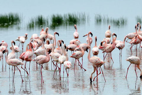 Nairobi: Safari de 2 días por el lago Bogoria y el lago Nakuru