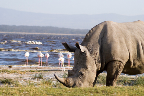 Nairobi: Safari de 2 días por el lago Bogoria y el lago Nakuru