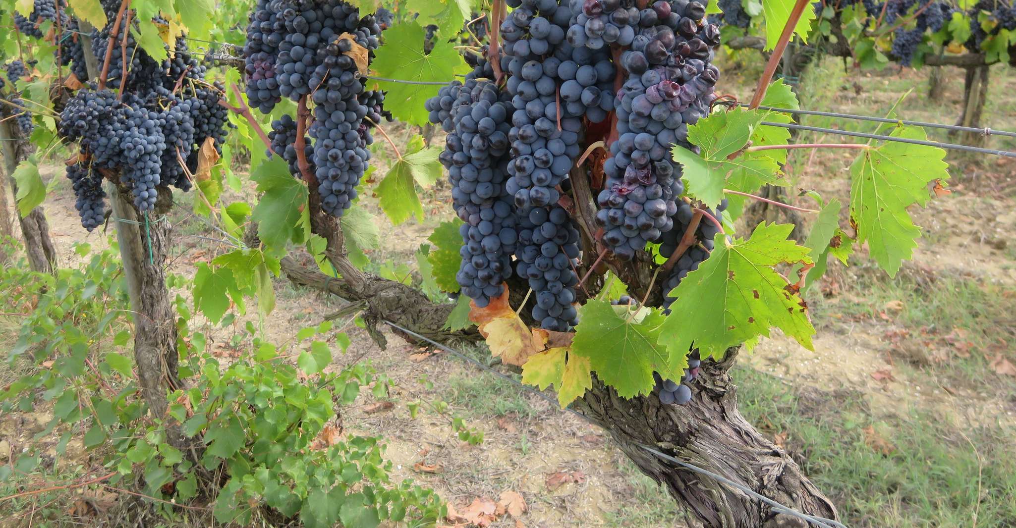 From Florence: Tuscany Vespa Tour with Lunch & Wine photo 11