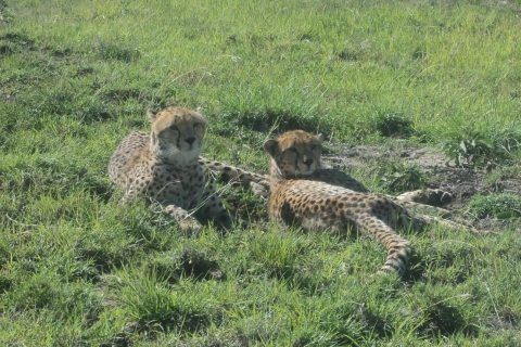Nairobi-Nationalpark: Ganz- oder Halbtagestour mit GuideHalbtägige Tour