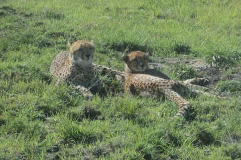 Nairobi National Park Full or Half-Day Tour with Guide